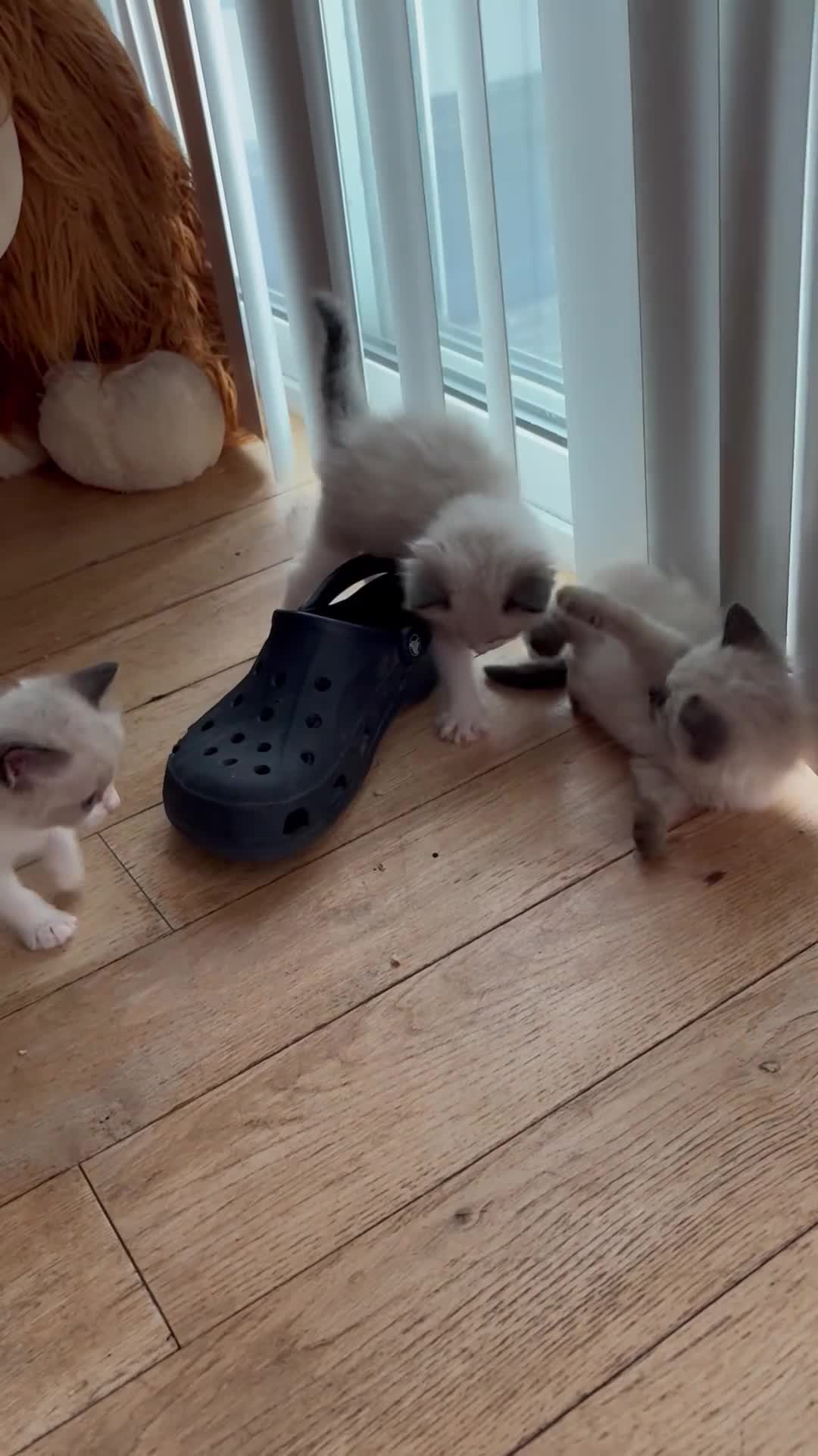 Ragdoll cats for sale: Gorgeous ragdoll kittens for sale - Video 1