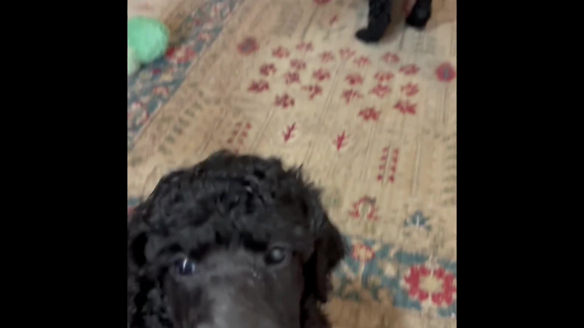 Standard Poodle dogs for sale: Silver & blue KC registered Standard Poodle Boys - Video 2