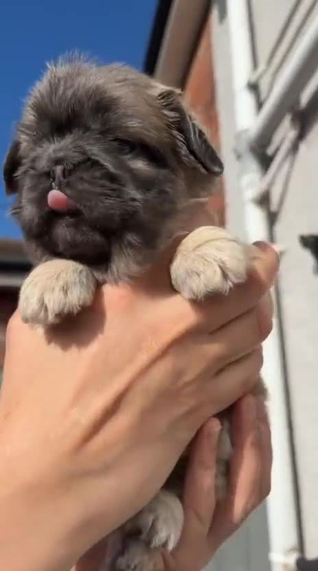 French Bulldog dogs for sale: FRENCH BULLDOGS  - Video 5