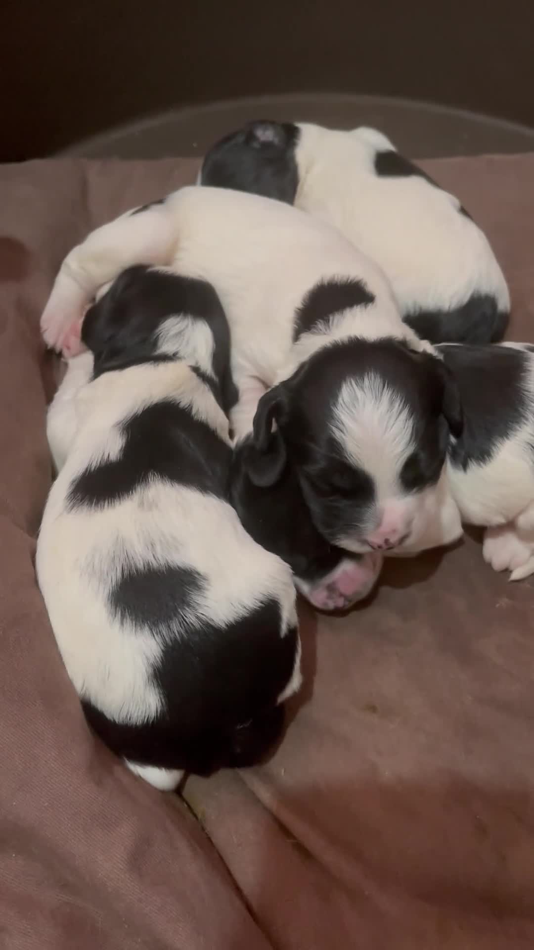 Sproodle dogs for sale: Stunning sproodle / springer / poodle / cockerpoo - Video 1