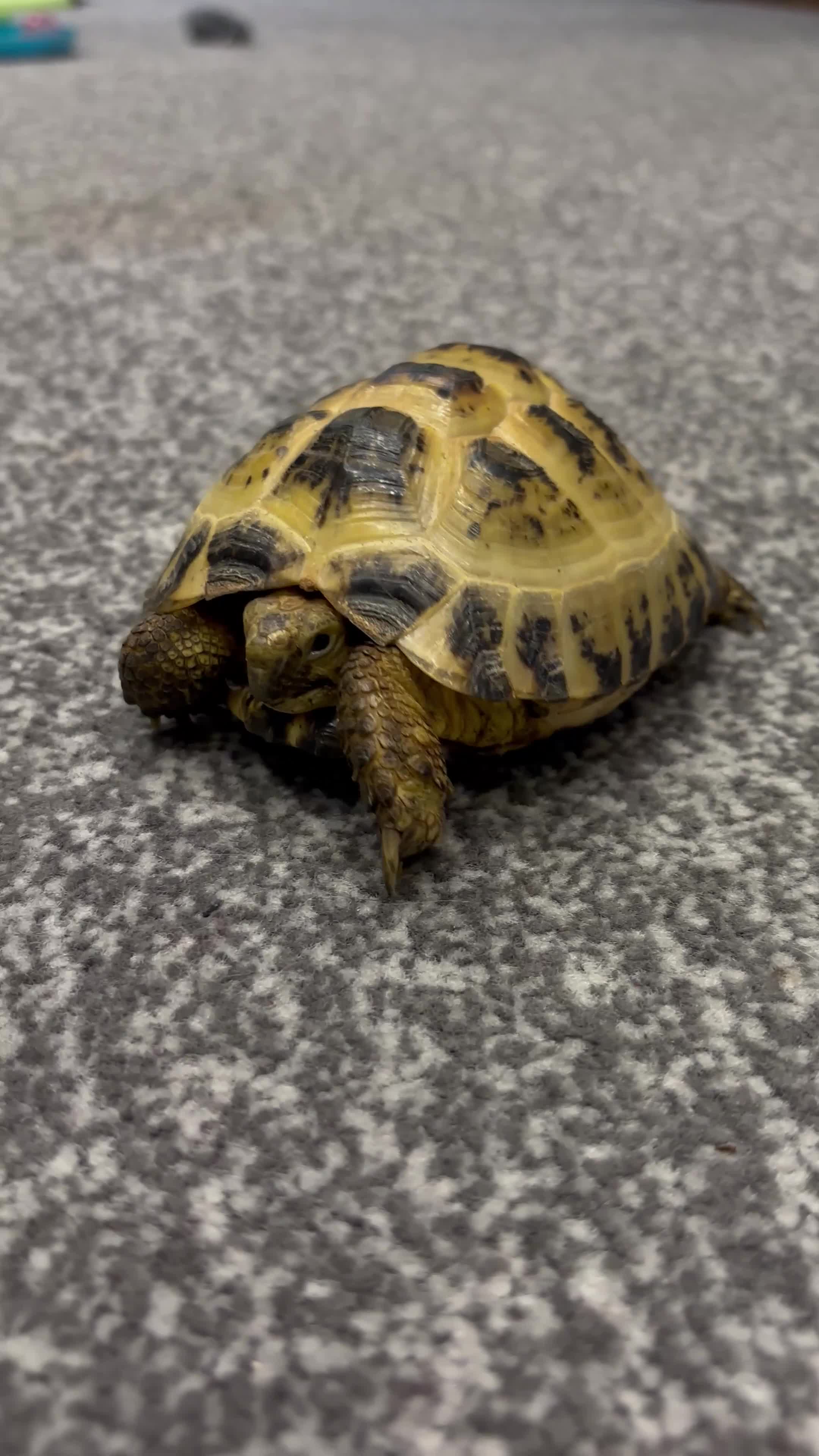 Tortoise reptiles for sale: Horsefield tortoise and full setup  - Video 1