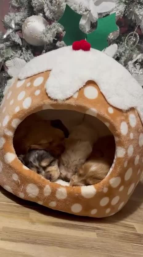 Cocker Spaniel dogs for sale: Extensively health tested, cocker spaniels. - Video 1