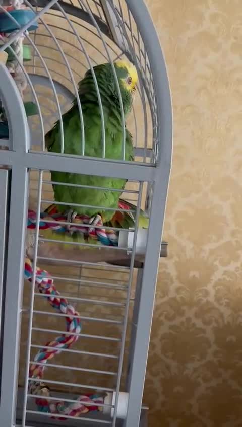 Parrots birds for sale: Talking Handreared Double-yellow-headed Amazon  - Video 4
