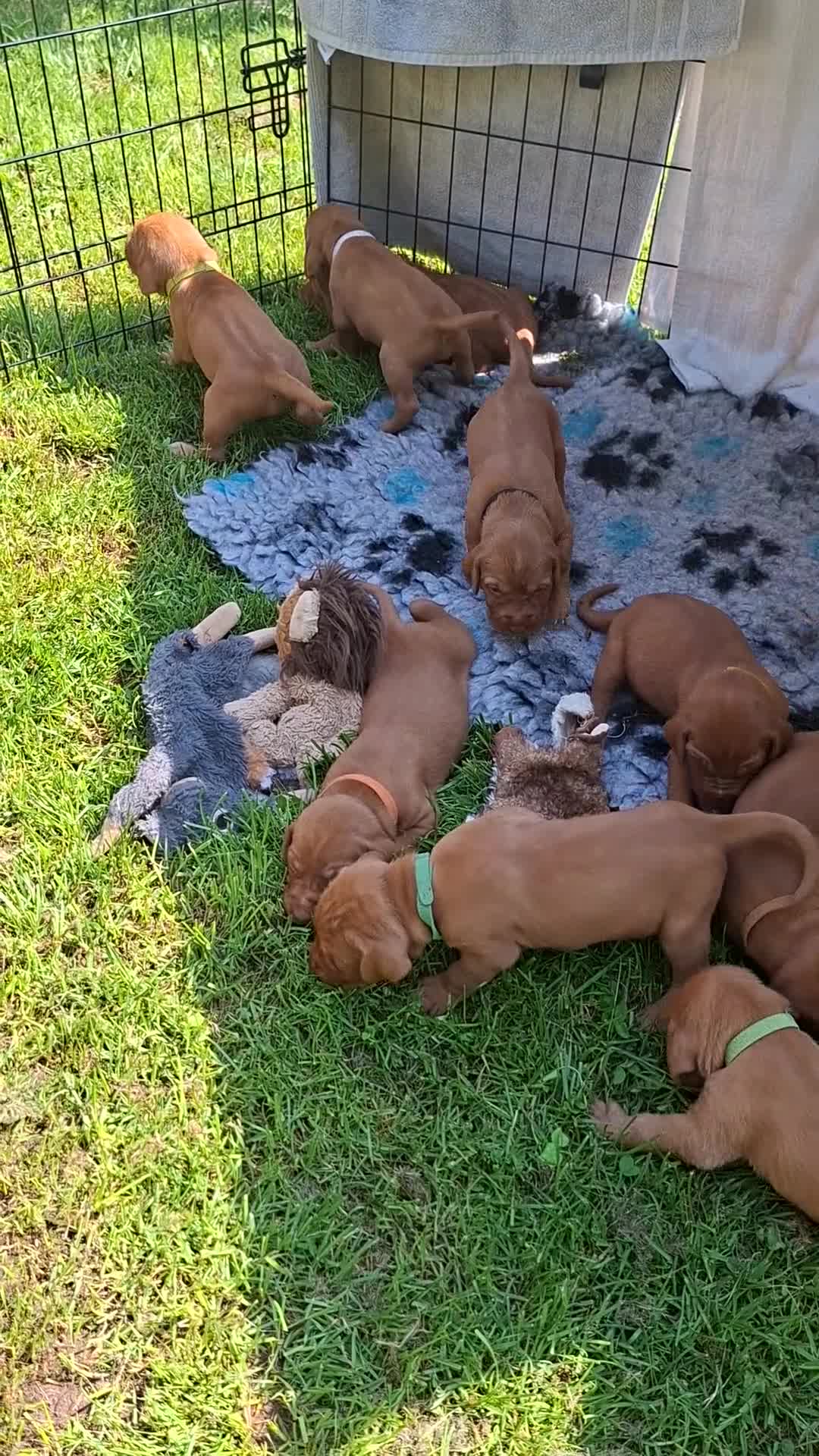 Hungarian Vizsla dogs for sale: 2 beautiful strong WH vizsla pups remaining. - Video 2