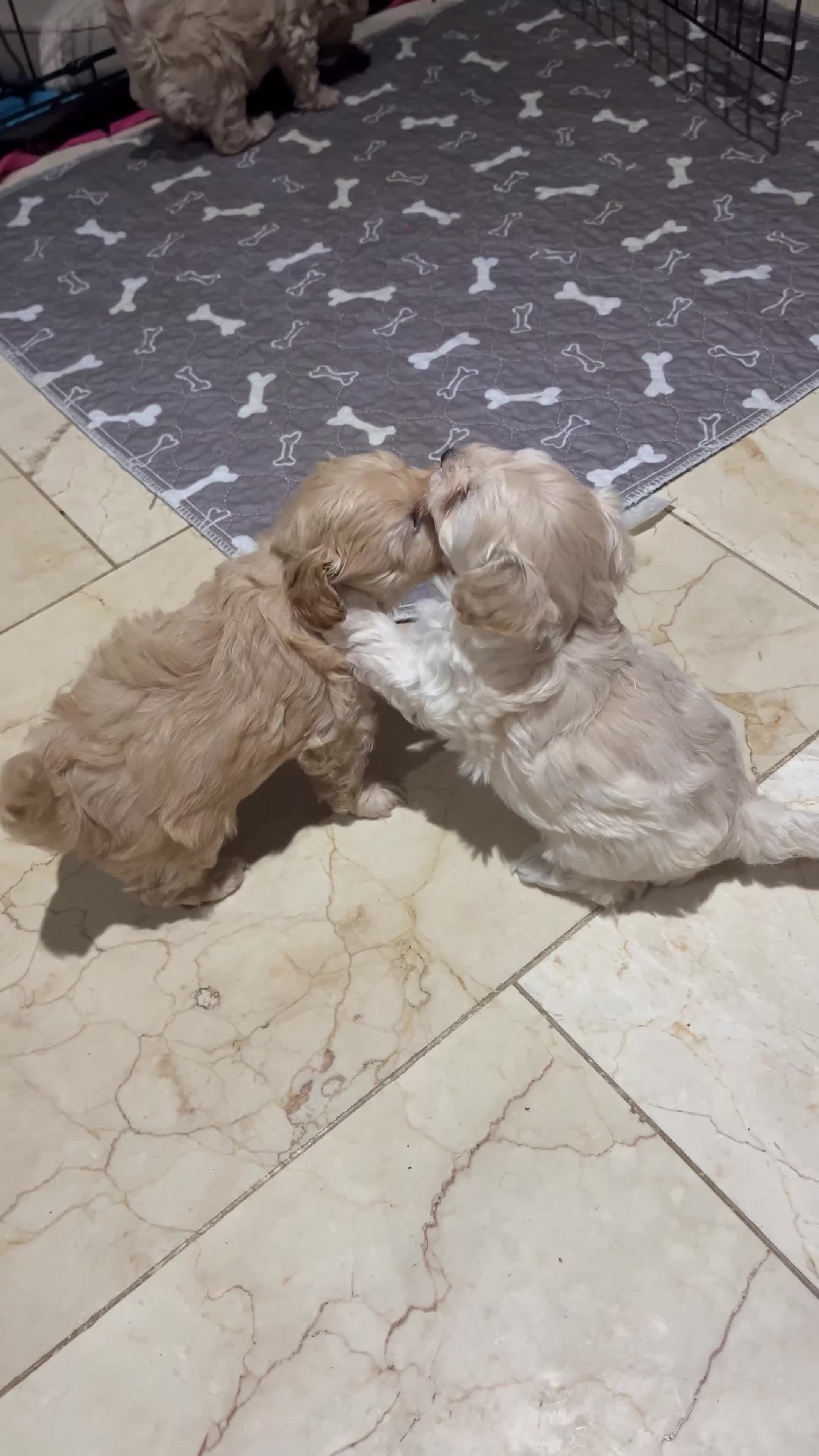 Maltipoo dogs for sale: Pure Maltipoo Puppies   - Video 5