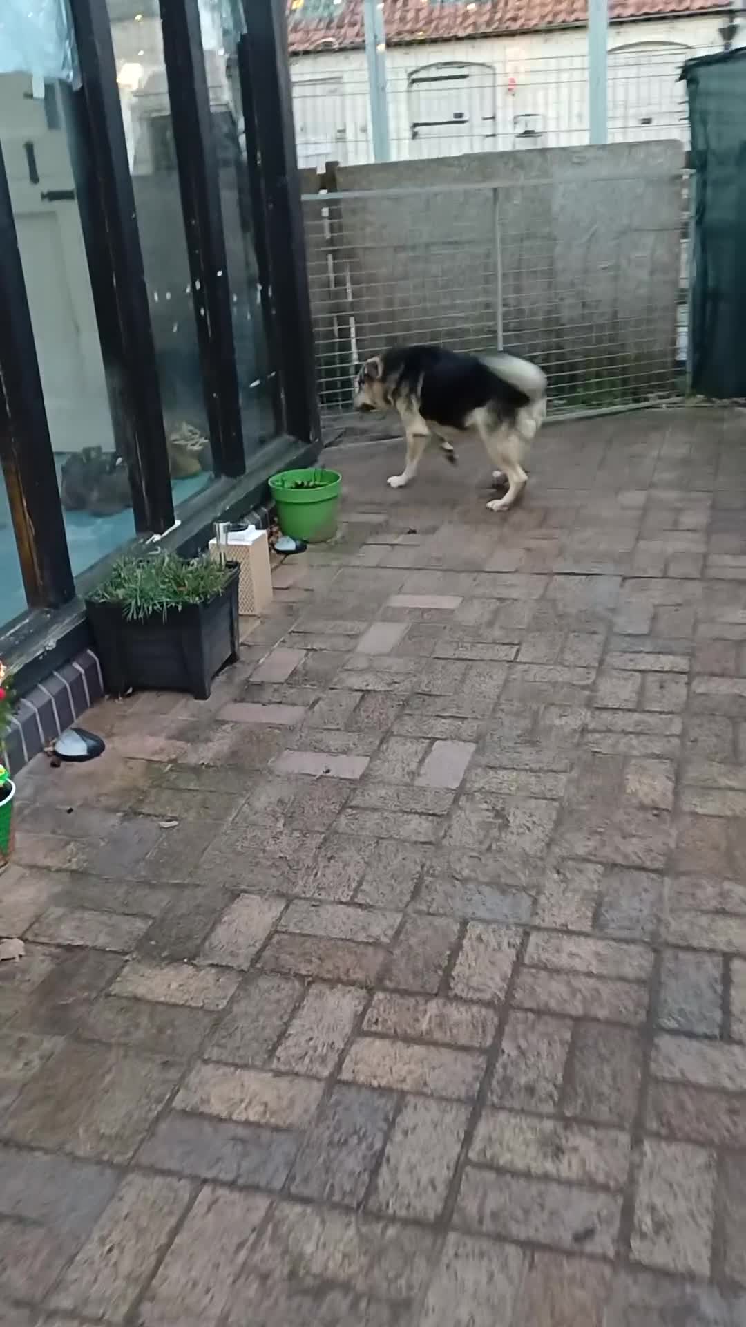 Mixed Breed dogs for adoption: 🐶Really… does nobody want to give me a chance? 💔 - Video 1