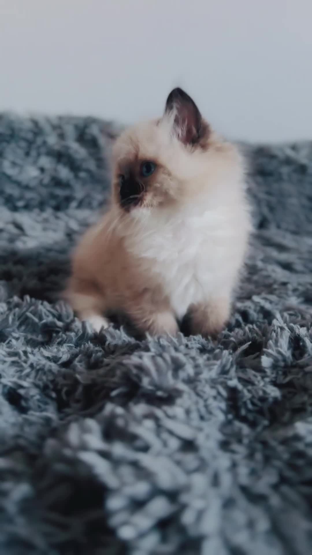 Ragdoll cats for sale: 🩷🐾Tica full Pedigree🐾EU Ragdoll 🐱🐾DNA Clear - Video 5