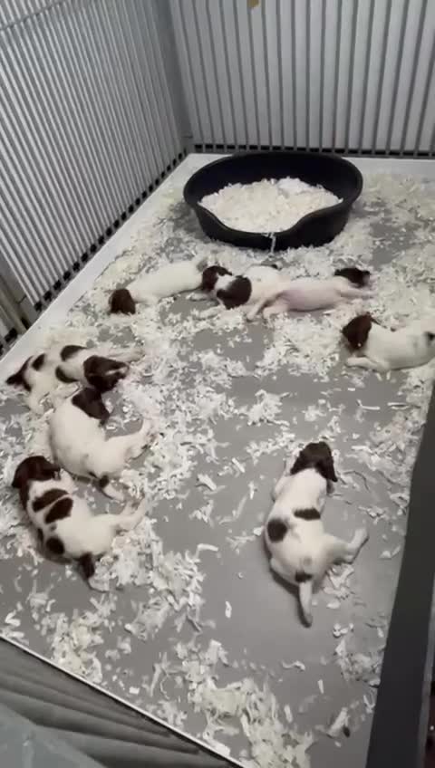 English Springer Spaniel dogs for sale: Health Tested Well Bred Pups - Video 1