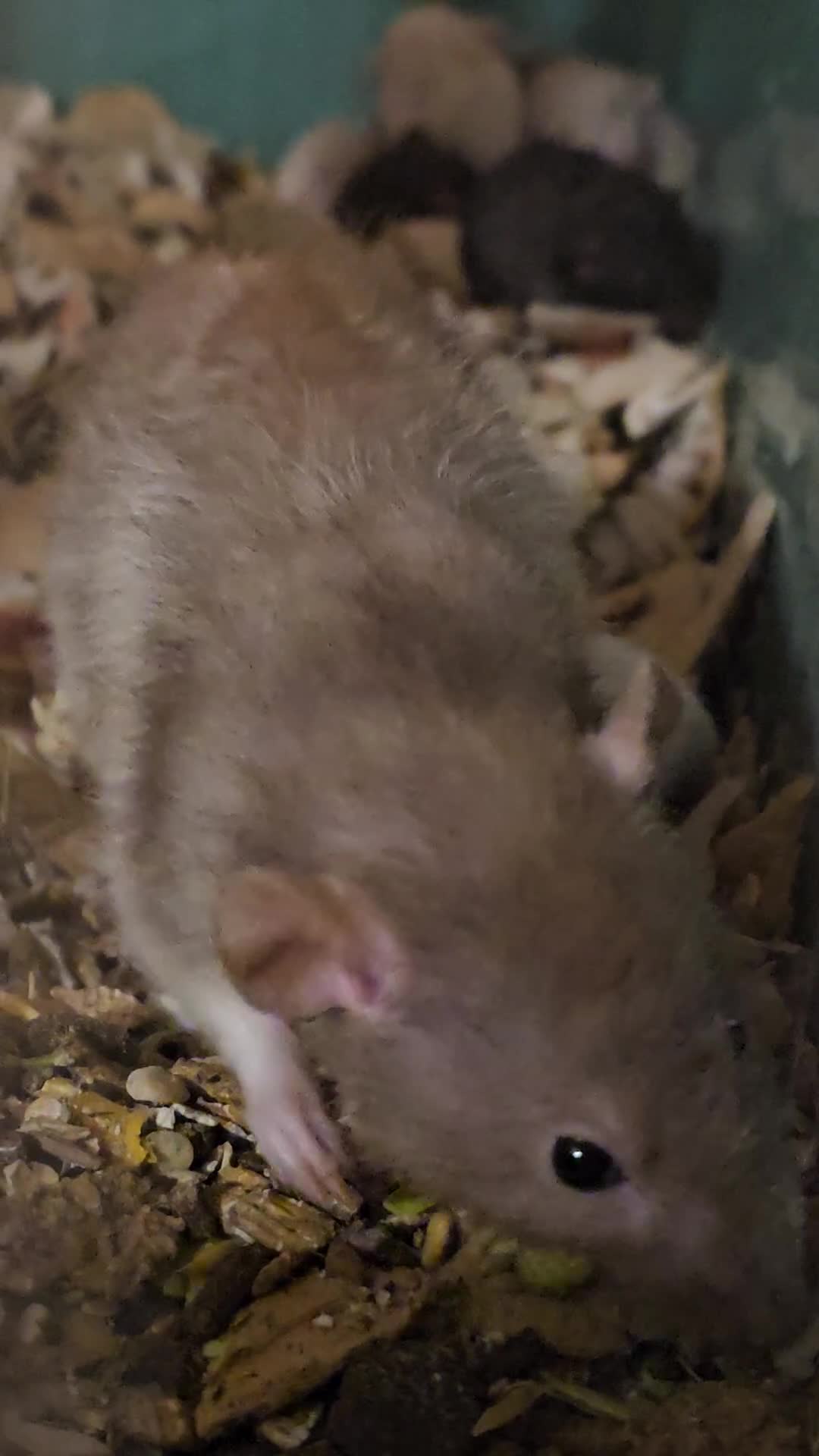 Rat rodents for sale: Deansfield Rattery - Rex, Dumbo, Double Rex - Video 1