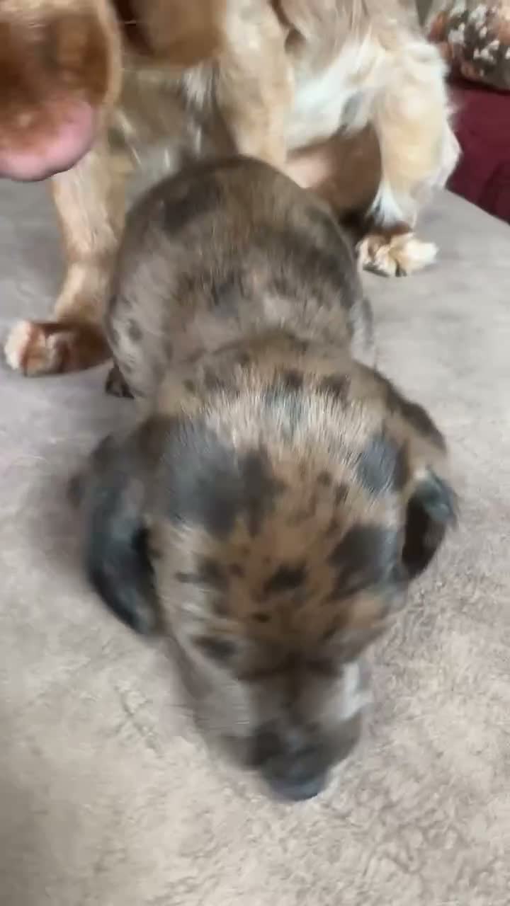 Mixed Breed dogs for sale: 8 week old dockers 4 males  - Video 1