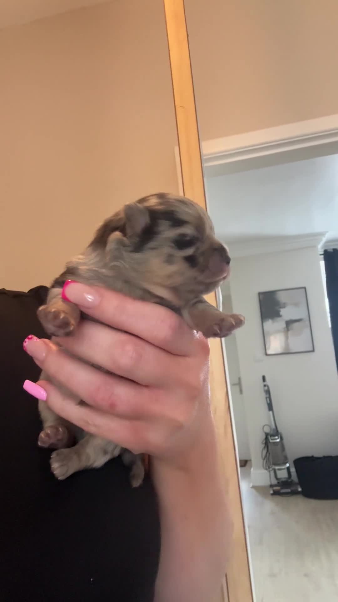 Pomeranian dogs for sale: Toy Pomeranian’s  - Video 2