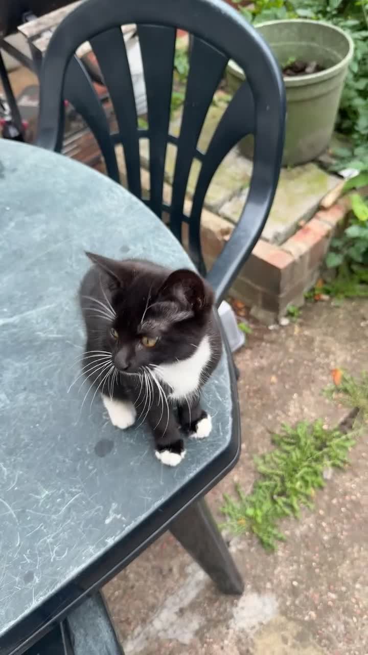 Mixed Breed cats for sale: black and white kittens - Video 1