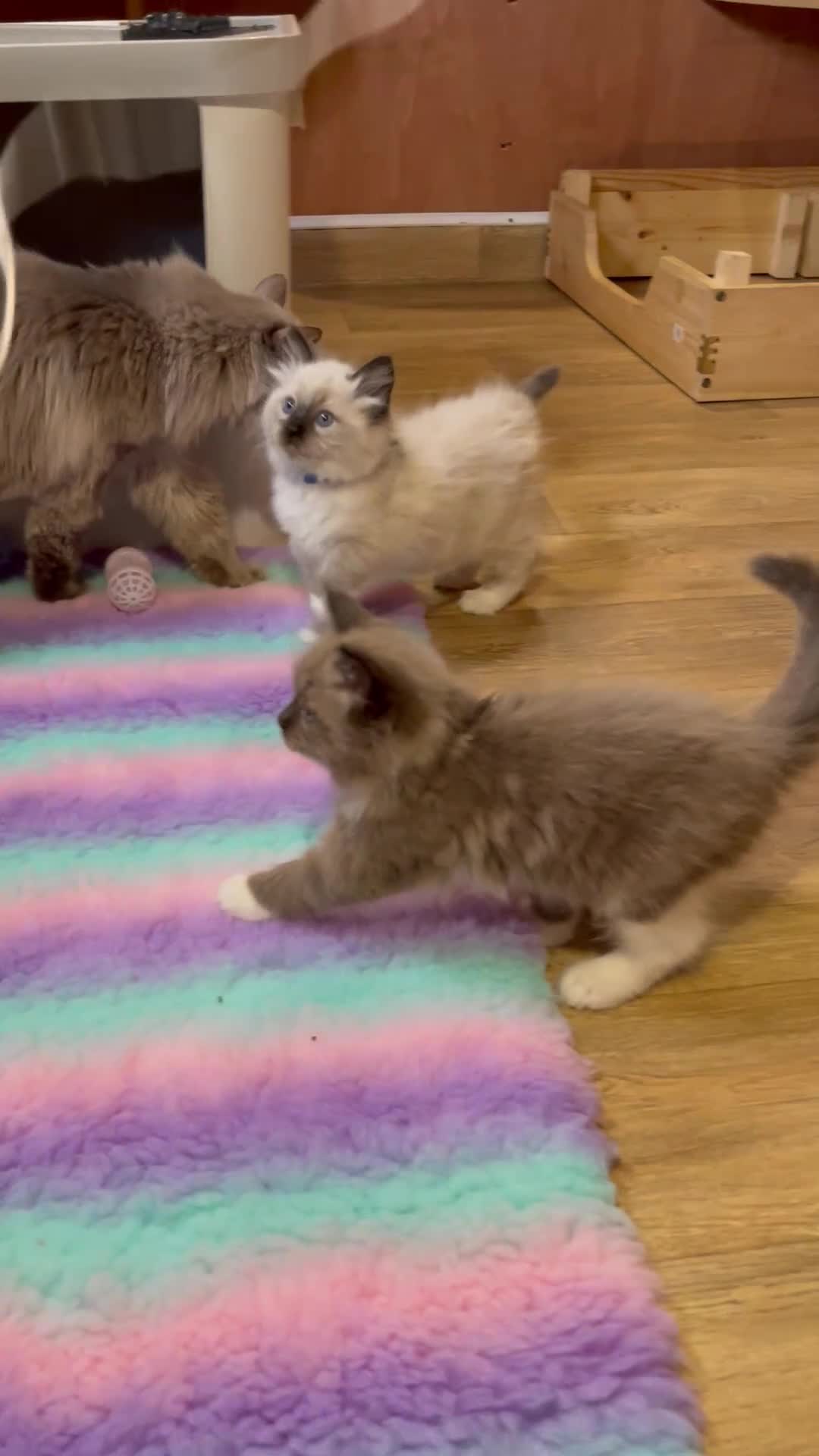 Ragdoll cats for sale: Beautiful Ragdolls  - Video 4
