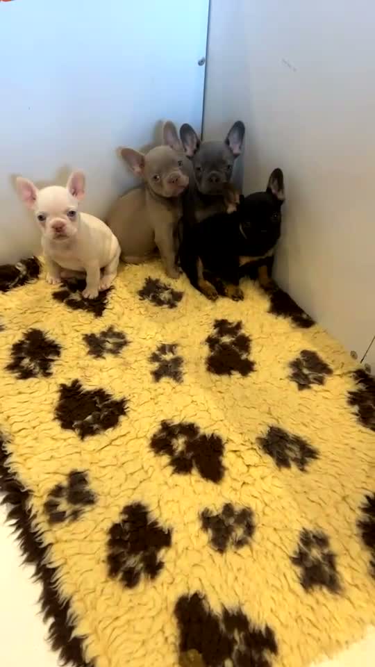 French Bulldog dogs for sale: French bulldog pups  - Video 1
