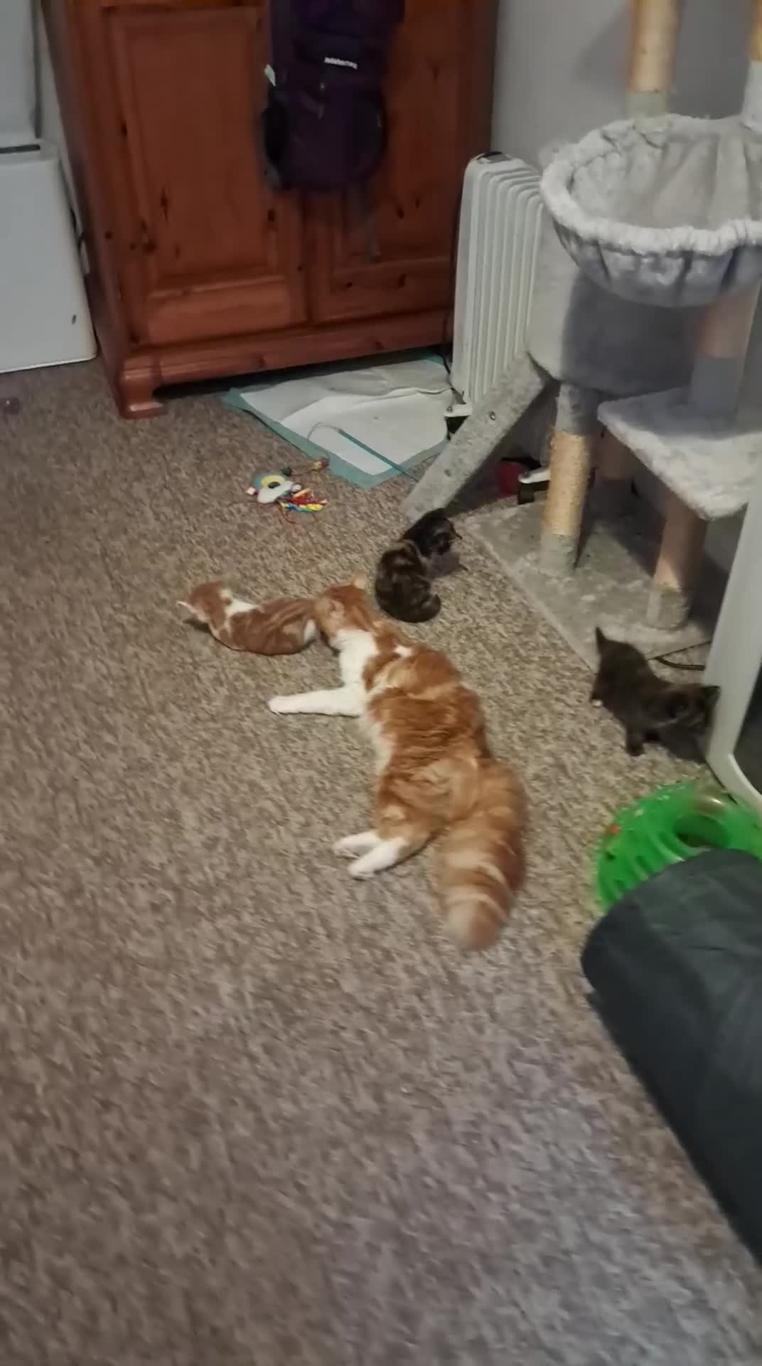 Mixed Breed cats for sale: Kittens for sale - Video 1