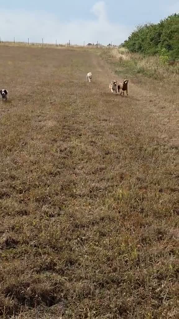 Mixed Breed dogs for adoption: Kyle - Beautiful Collie mix boy  - Video 2
