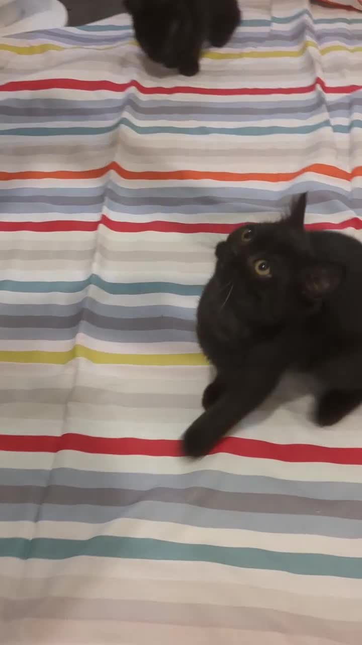 British Shorthair cats for sale: Ready now!! British shorthair kittens  - Video 4