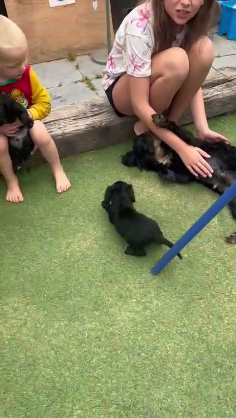 Cocker Spaniel dogs for sale: Working Cockers ready for new home  - Video 1