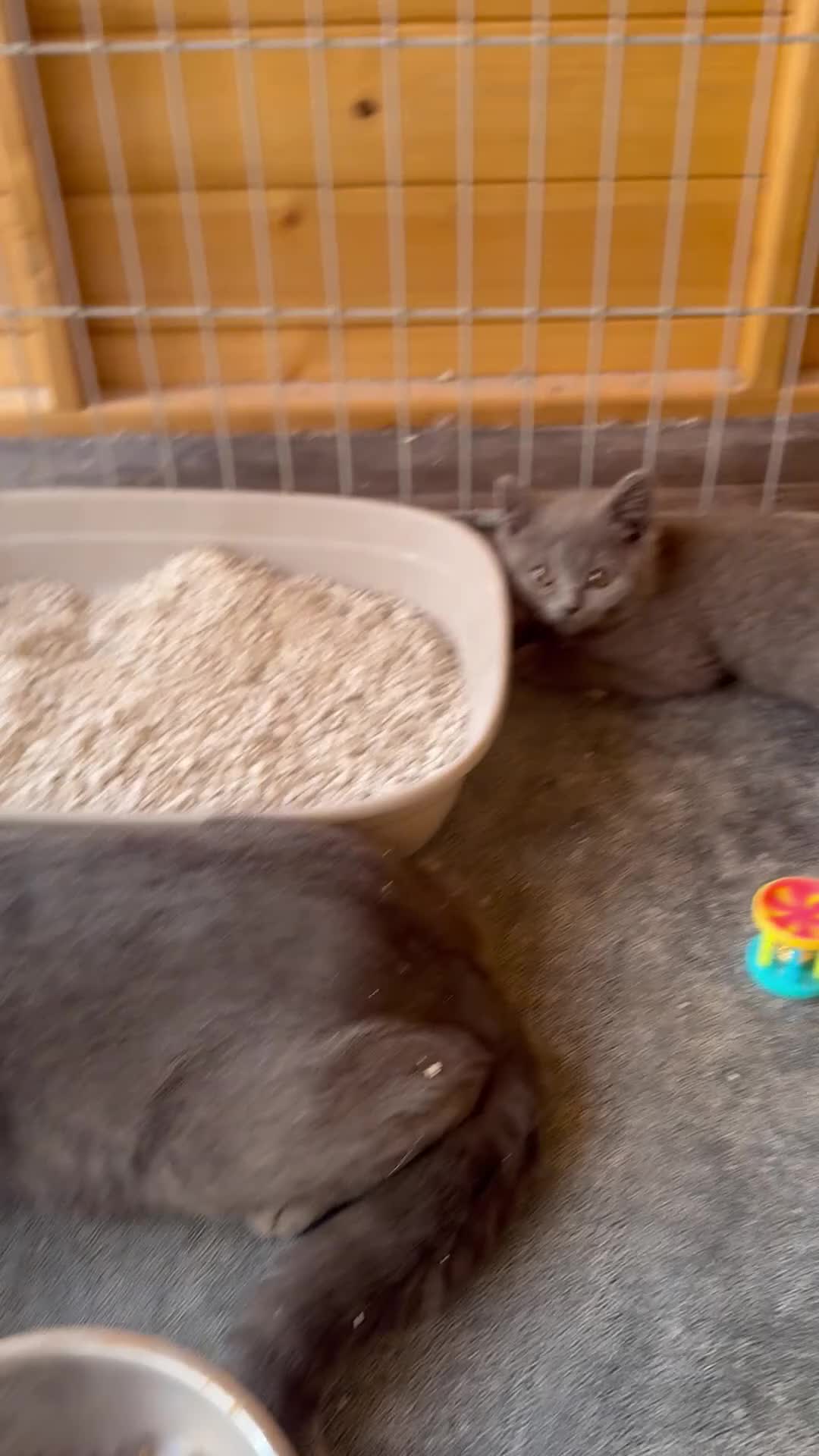 British Shorthair cats for sale: 5 Beautiful, healthy, British Shorthair kittens in Bromsgrove - Video 1