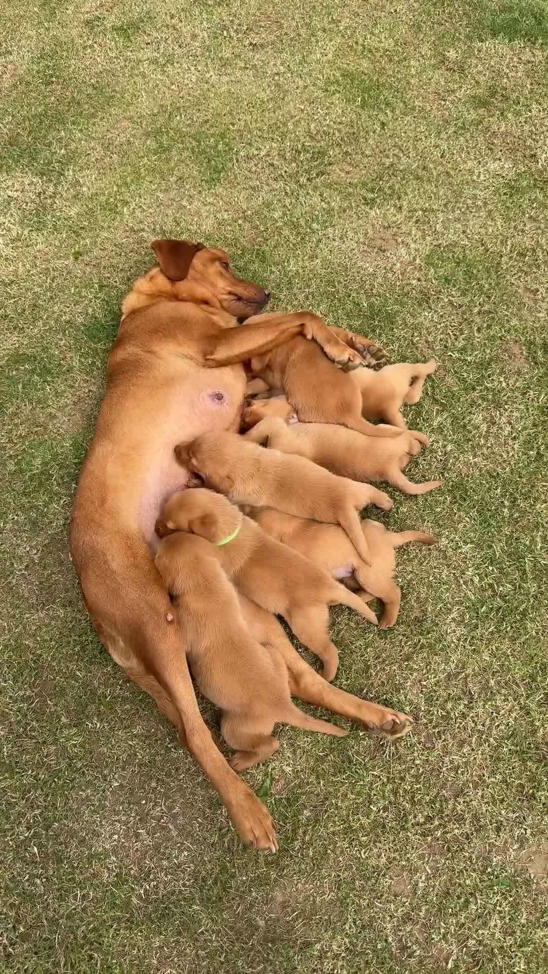 Labrador Retriever dogs for sale: EXCEPTIONAL LABRADOR PUPPIES FROM FTC LINE - Video 1