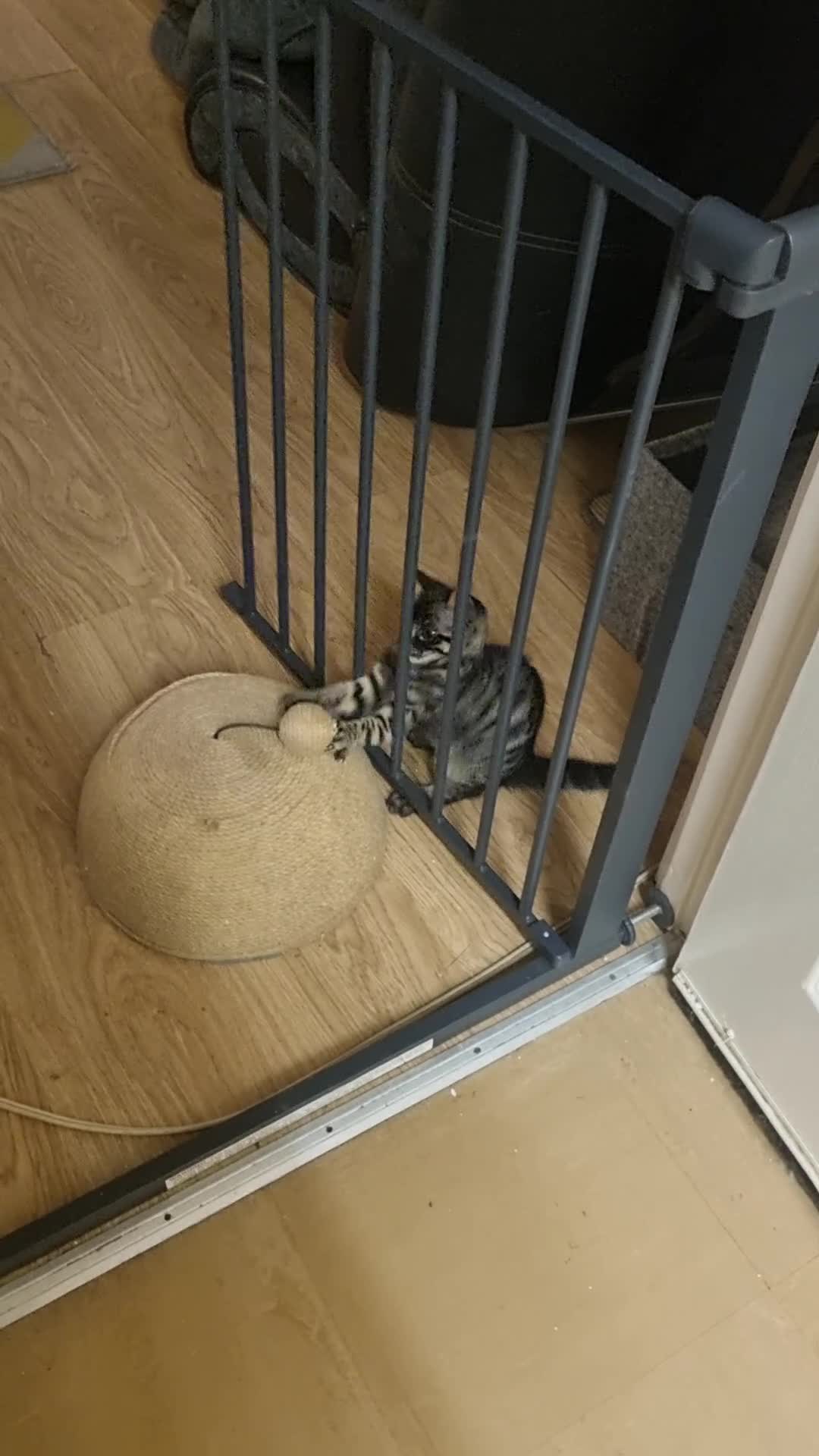 Bengal cats for sale: Purebred Bengal Male Kitten - Video 1