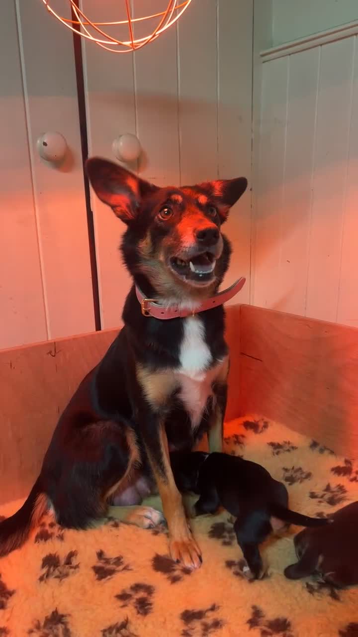 Mixed Breed dogs for sale: Australian Kelpie/Cocker Spaniel Puppies  - Video 1