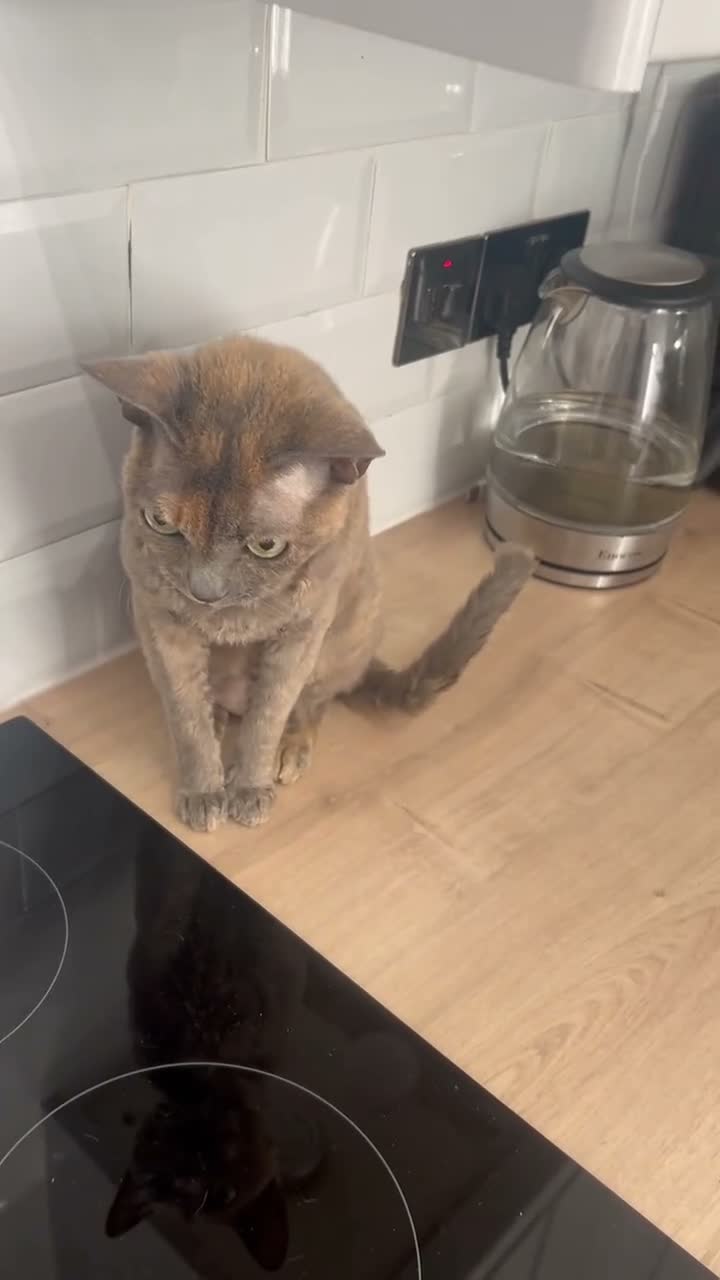 Devon Rex cats for sale: Devon Rex girl 6years old - Video 3