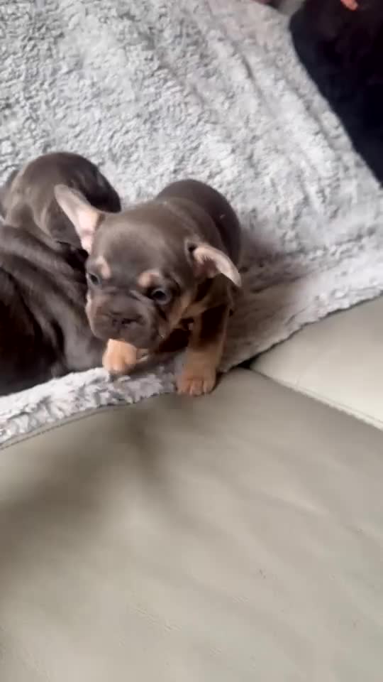 French Bulldog dogs for sale: French bulldogs  - Video 1
