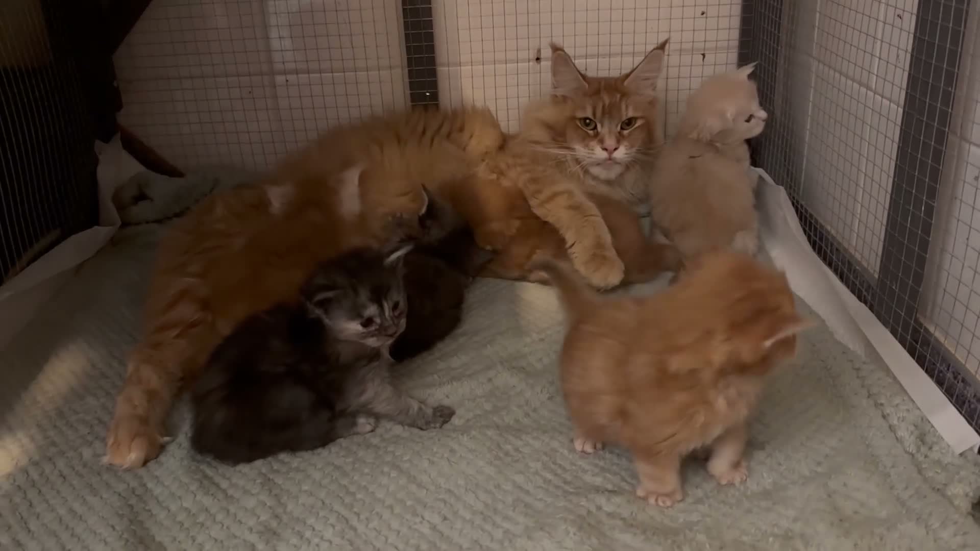 Maine Coon cats for sale: 6 pedigree Mainecoon kittens  - Video 1