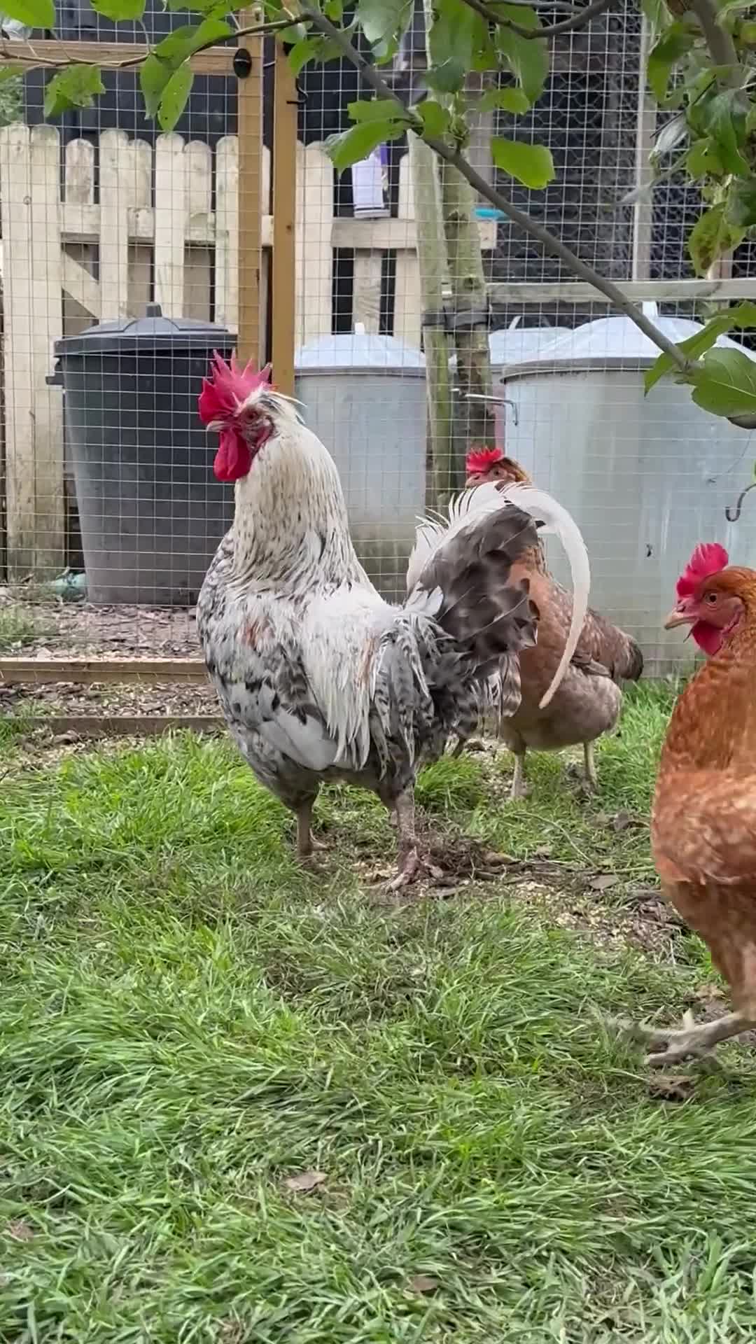 Chickens poultry for sale: Cockerels For Sale - Video 1