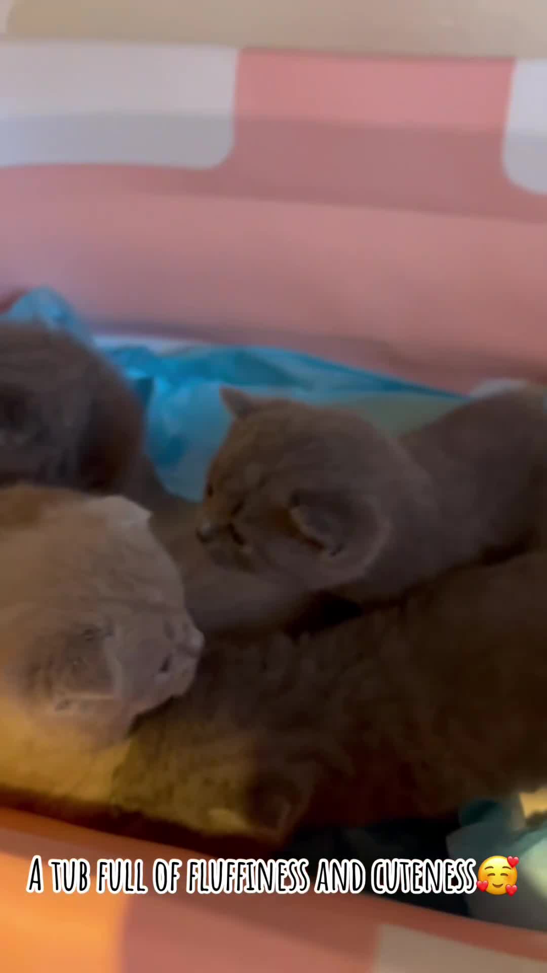 Scottish Fold cats for sale: Adorable Scottish Fold & Straight Kittens 💕🐾 - Video 1
