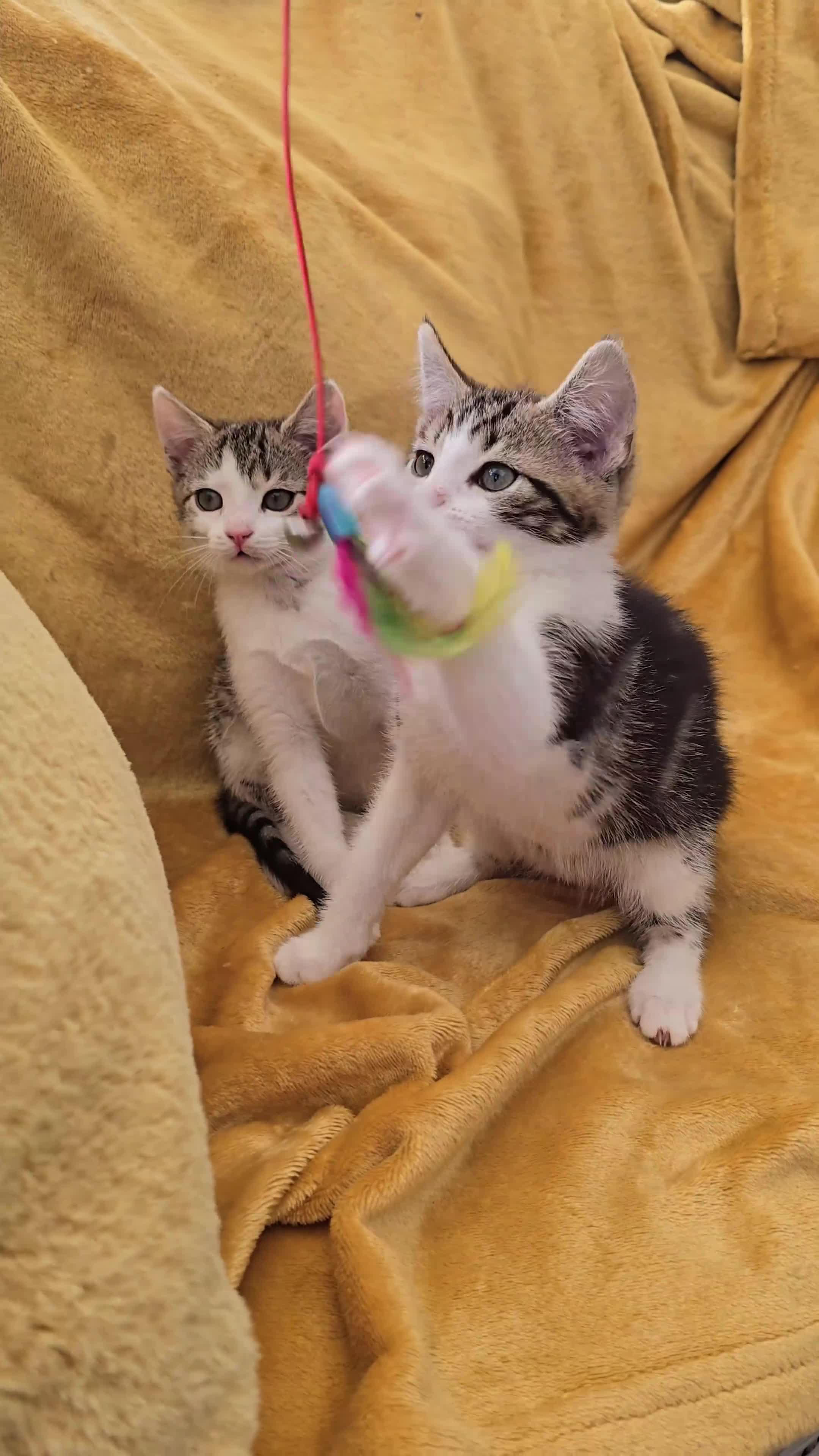 Mixed Breed cats for sale: 2 beautiful, well-socialized kittens  - Video 1