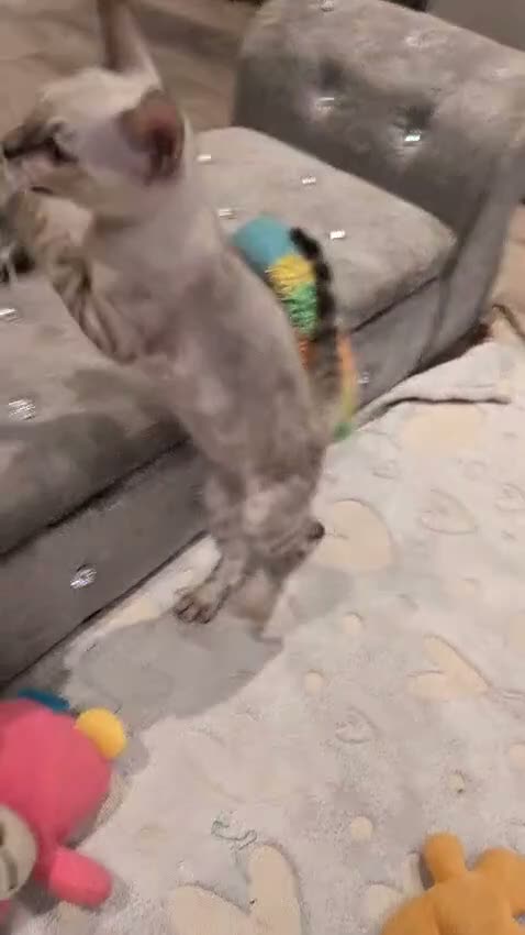 Bengal cats for sale: 🐆✨ TICA-Registered Bengals 🐆✨ - Video 3