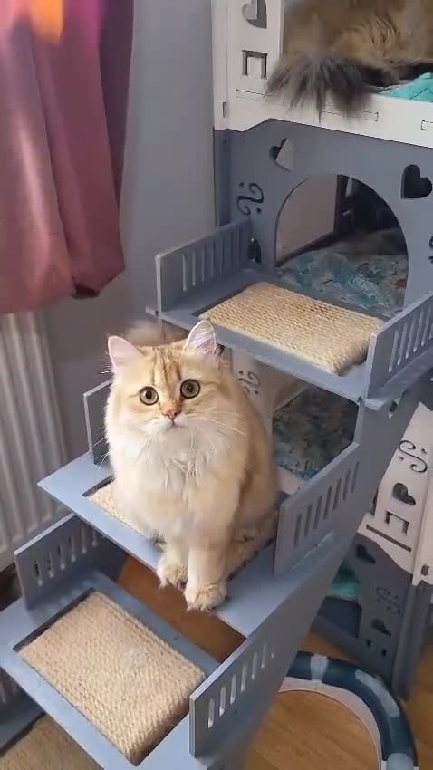 British Longhair cats for sale: Purebred British Longhair Female  - Video 1