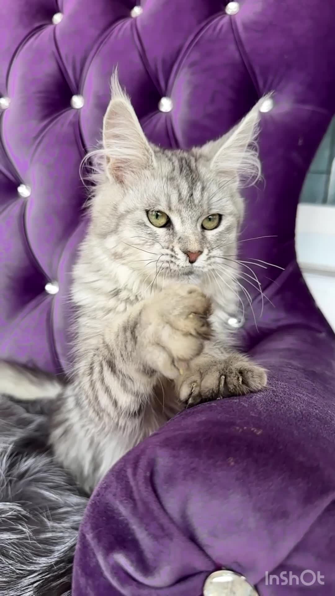 Maine Coon cats for sale: Silver Maine Coon Female (ns22)—Breeding Quality   in London - Video 1