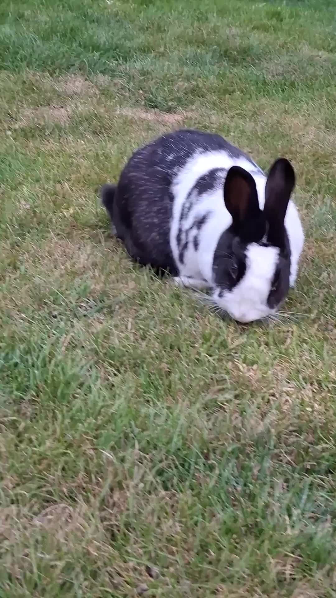 Netherland Dwarf rabbits for sale: Klompje (M) & Sapheiri (F) bonded couple. 7-8yrs in Bury Saint Edmunds - Video 3