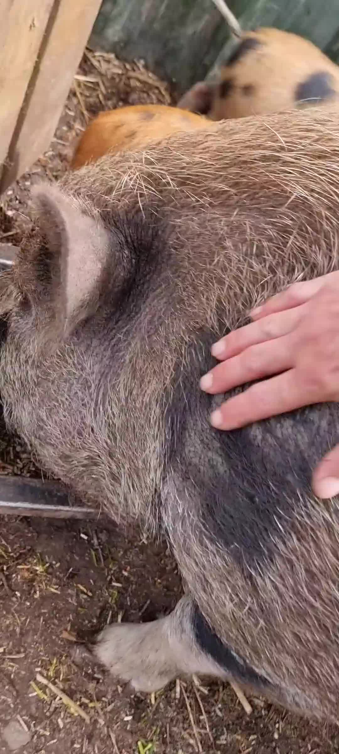 Pig livestock for sale: Minature Piglets - Video 2