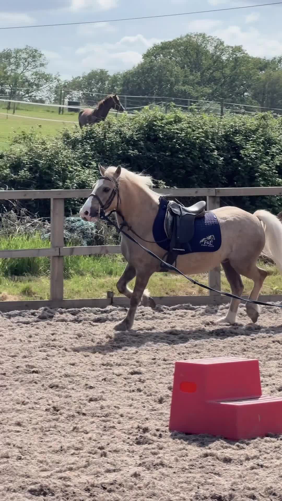 Welsh Section C horses for sale: Beautiful Palamino Gelding - Video 1