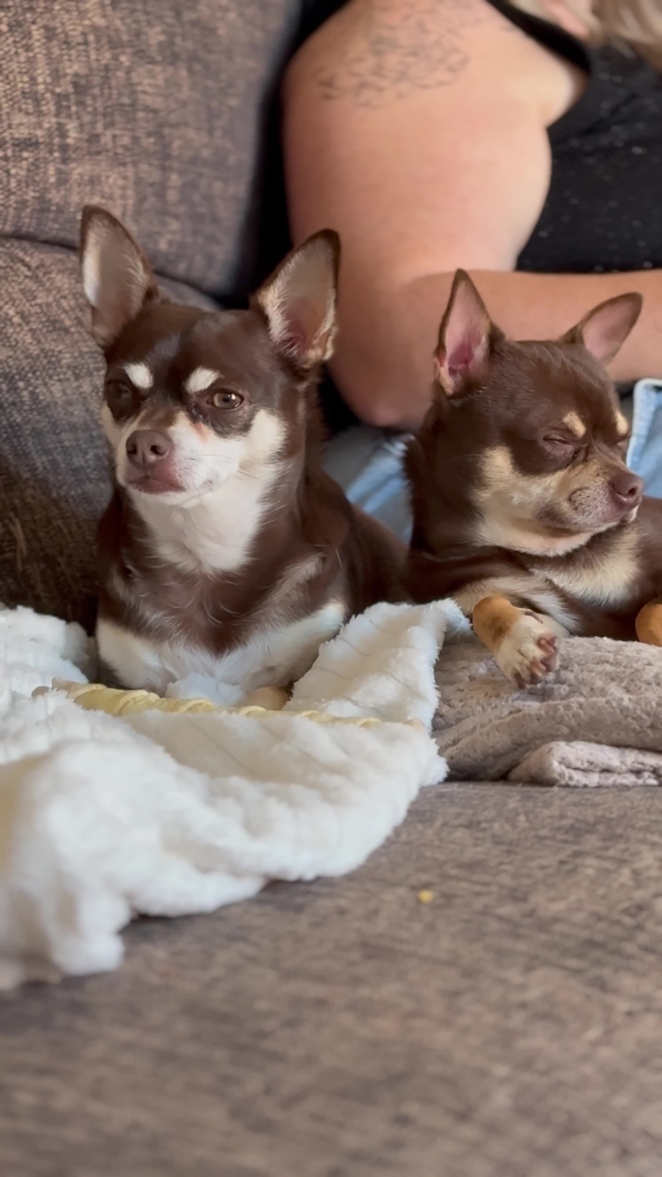 Chihuahua dogs for stud: The boy who never left ….Tommy for Stud - Video 1