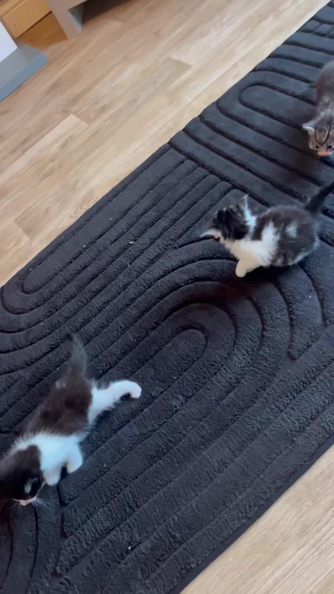 Norwegian Forest Cat cats for sale: Norwegian forest cats  - Video 1