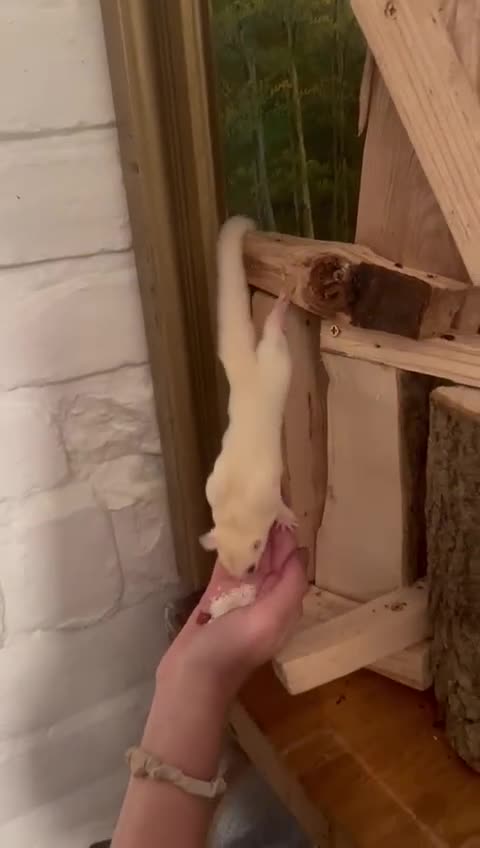 Sugar Glider rodents for sale: Leucistic Female Sugar Glider  - Video 2