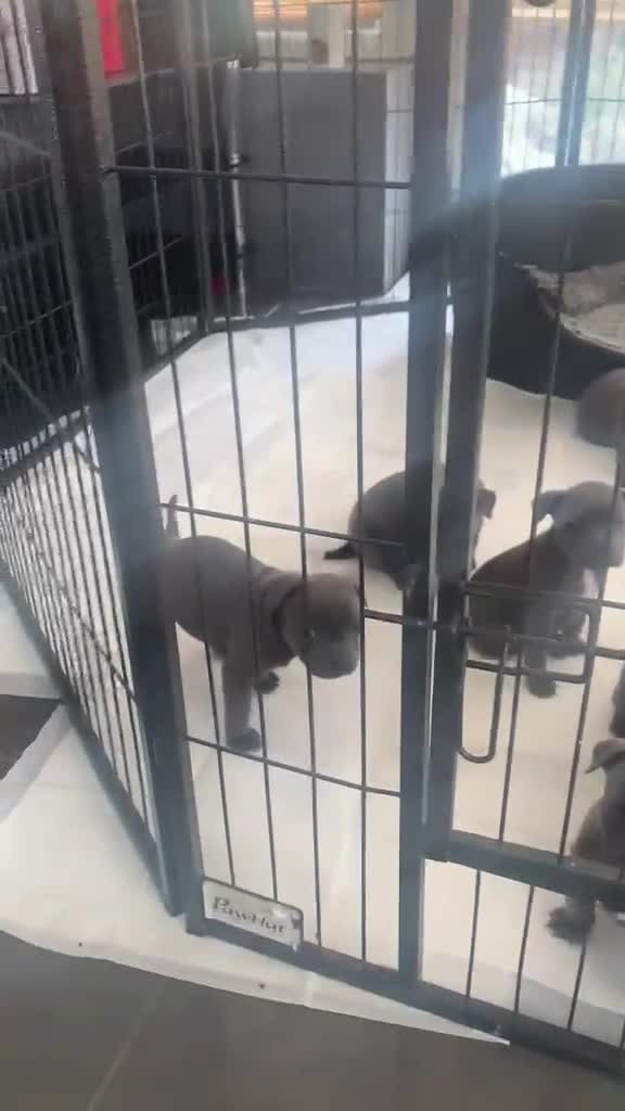 Staffordshire Bull Terrier dogs for sale: KC REGISTERED BLUE STAFFORDSHIRE BULLTERRIERS - Video 2