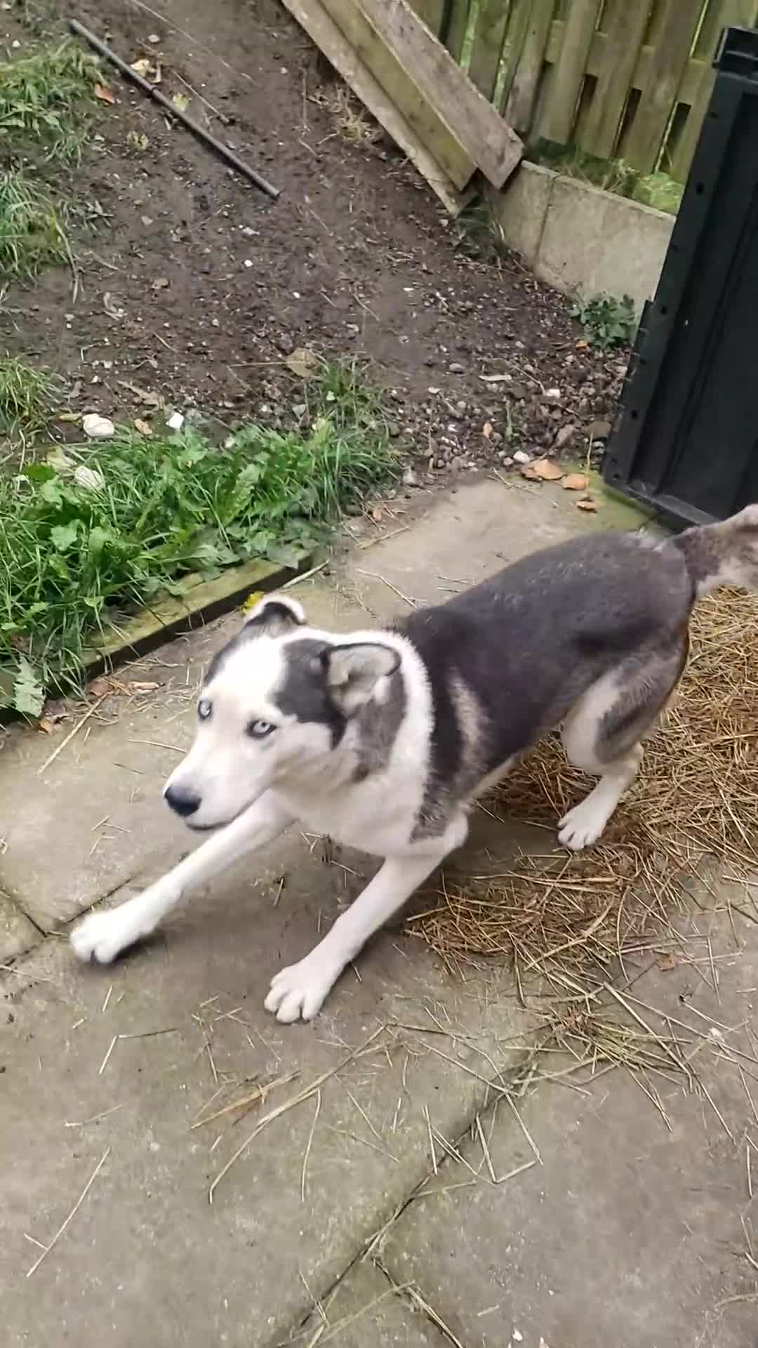 Siberian Husky dogs for sale: Husky puppy's  - Video 1