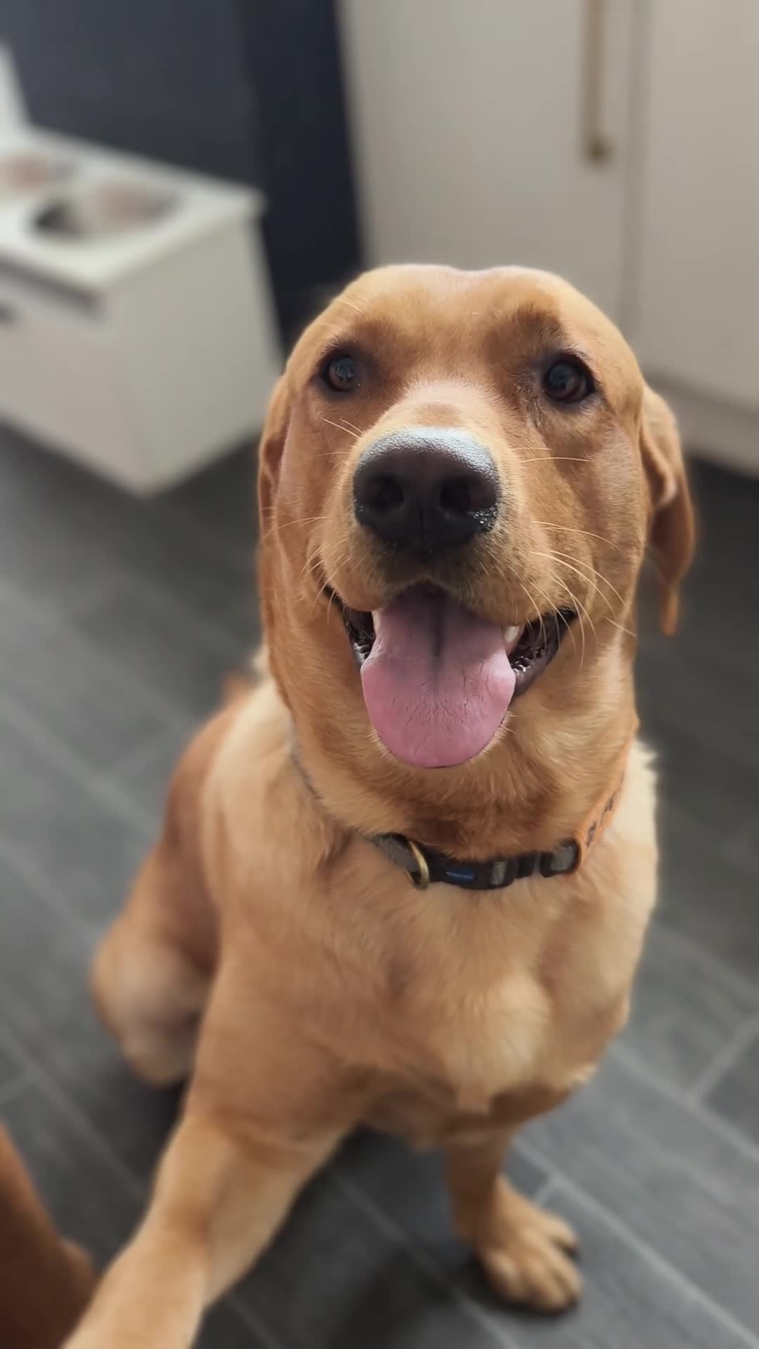 Labrador Retriever dogs for sale: Stunning Fox Red Labrador – 14 Months Old in Leigh - Video 3