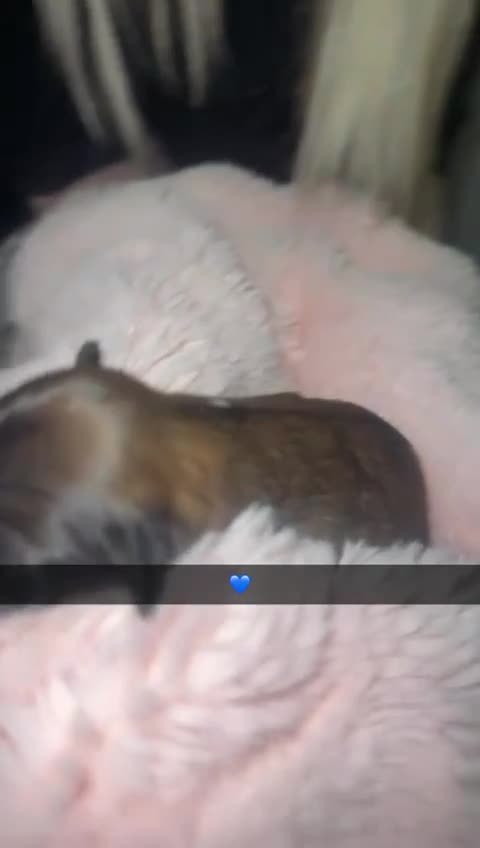 Mixed Breed dogs for sale: 6 Beautiful Babys - Video 1