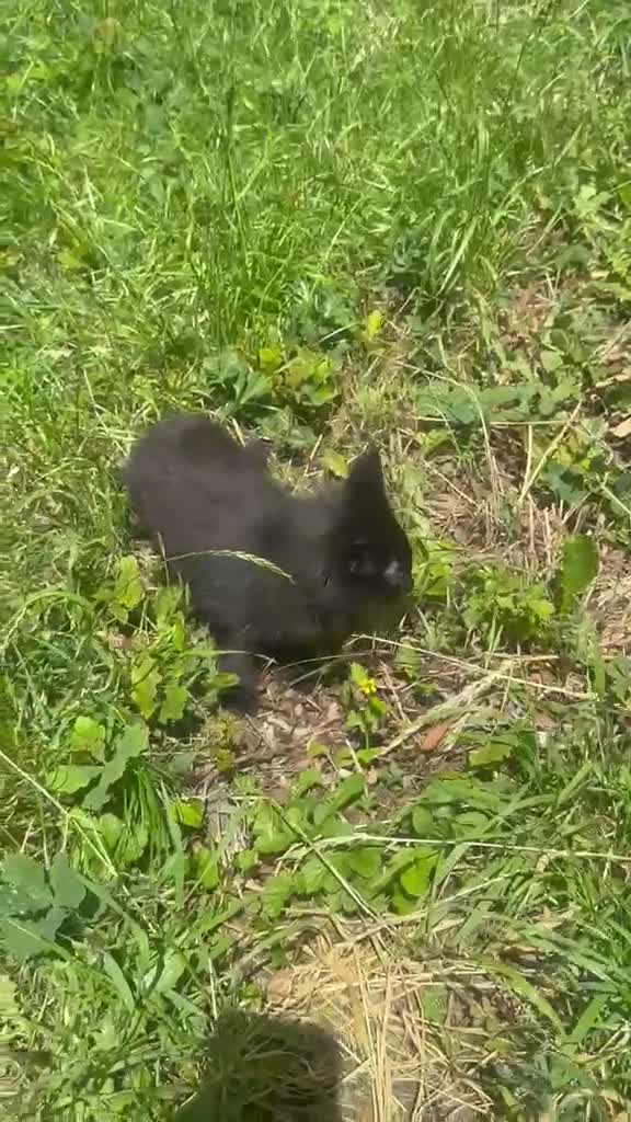 Mixed Breed cats for sale: 3 kittens ready to go to new homes  - Video 1