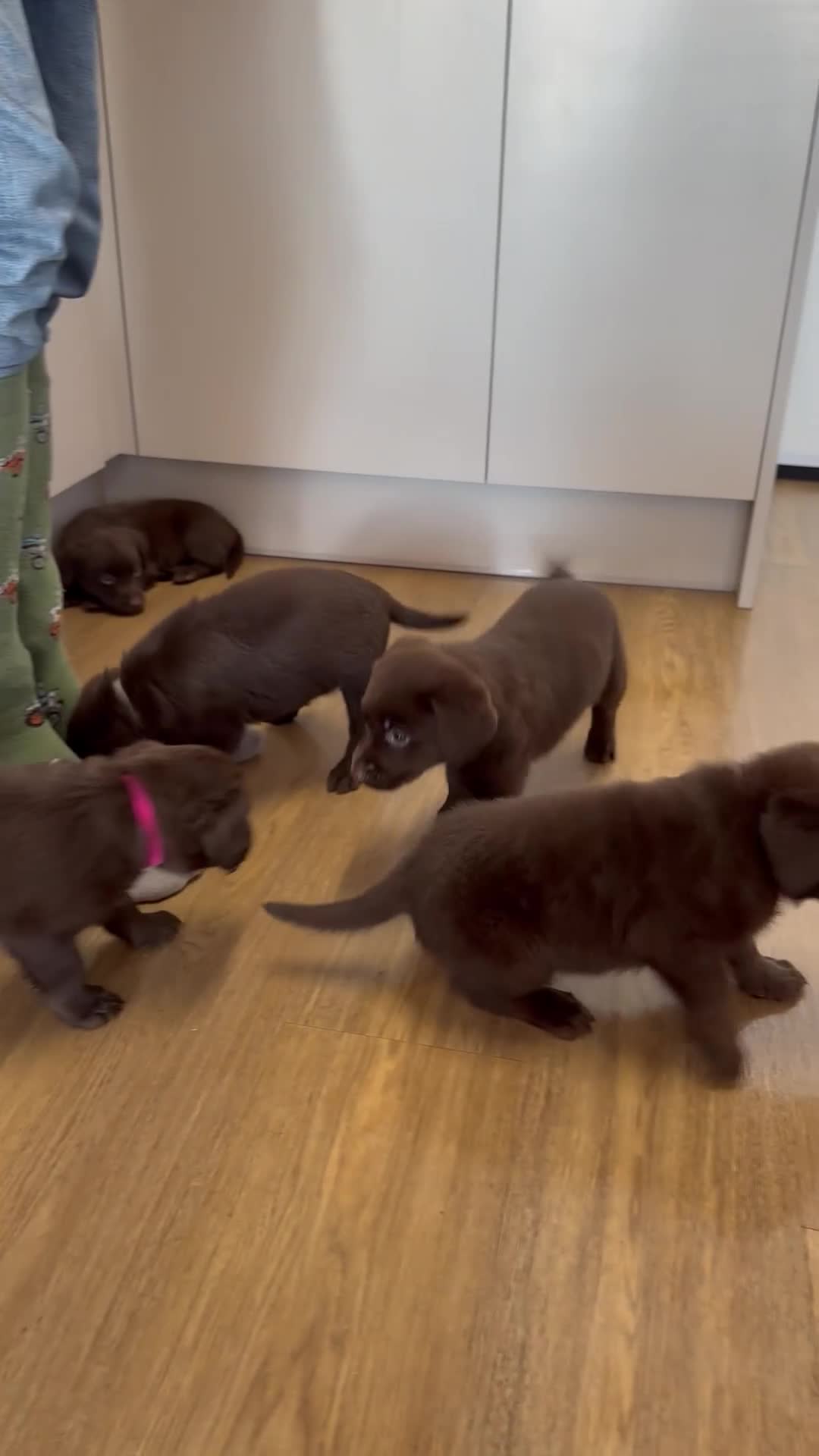 Labrador Retriever dogs for sale: Chunky chocolate labradors  - Video 2