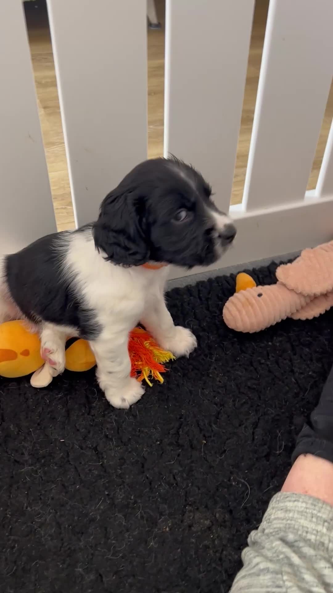 Sprocker dogs for sale: Sprocker Spaniel Puppies - Video 4