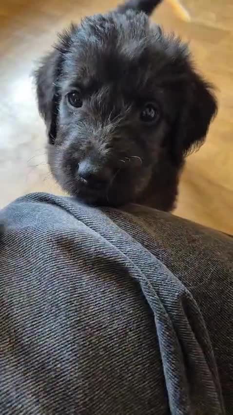 Double Doodle dogs for sale: Double doodle puppies (labradoodle/goldendoodle)🐶 - Video 2