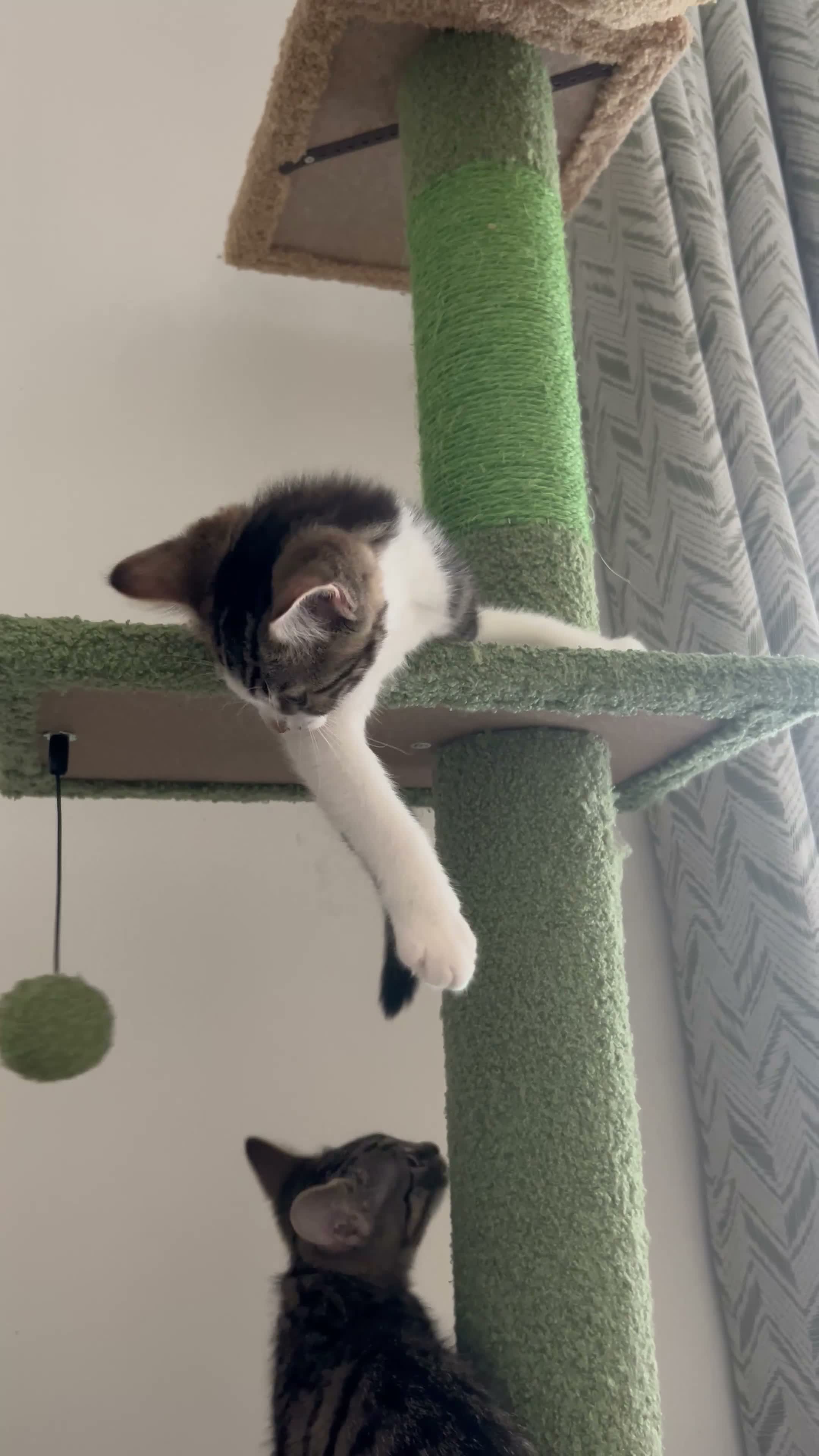 Mixed Breed cats for sale: Two kittens for sale!  in London - Video 1